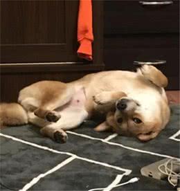 老爸给狗狗剪毛主人要哭了，说剪爱心却变猴子脸，头顶还秃了