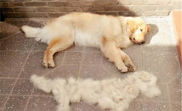 狗狗掉毛很严重怎么办？