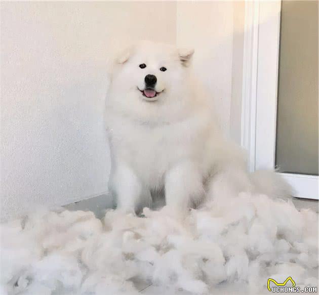 狗狗掉毛很严重怎么办？