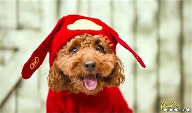 泰迪犬换牙期的5个注意事项，家有幼犬的宠主们记得收藏哦