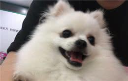 主人做好这几件小事，狗狗可以陪伴你更长久