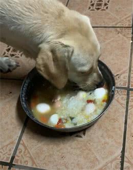 母狗刚生小狗，连煮7个蛋补身体，狗妈感动想哭