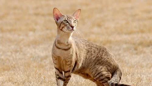 埃及猫，不一样的小型豹，埃及的神猫?