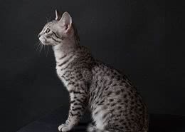 埃及猫，不一样的小型豹，埃及的神猫?