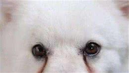 狗狗泪痕的形成原因以及解决办法