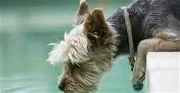 狗狗突然大量喝水，一般有这几个原因，第3个要警惕起来