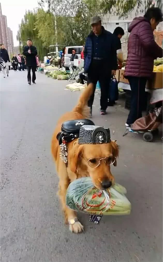 金毛每当出门，狗狗都会被打扮的很前卫，路人纷纷回头观看