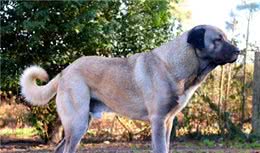 坎高犬，国宝级大型犬，不仅有着威猛之气，还有着高的颜值