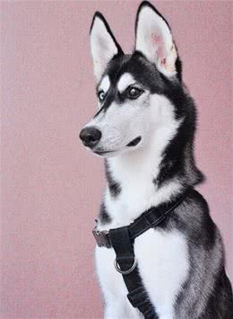 雪橇三傻是埋头苦干的工作犬，怎么会傻