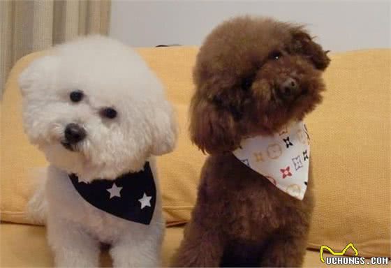 泰迪犬和比熊犬，应该选哪个？这些比较，一目了然