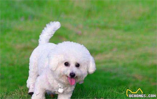 泰迪犬和比熊犬，应该选哪个？这些比较，一目了然