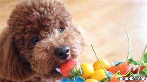 泰迪犬和比熊犬，应该选哪个？这些比较，一目了然