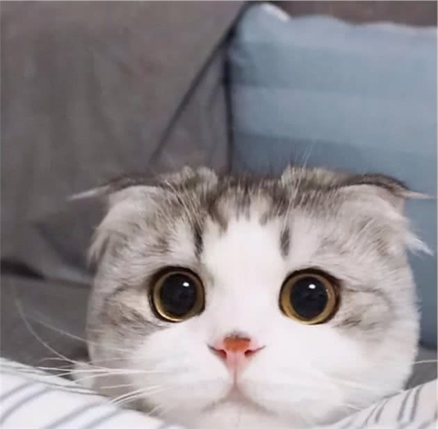 折耳猫的一生，都在疼痛中度过，身为猫，却不能做正常的猫