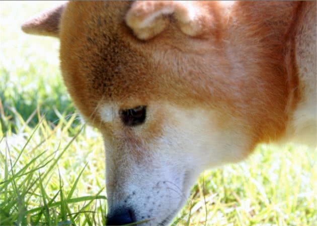 狗狗为什么要抬腿尿，这一点公狗与母狗有什么不同