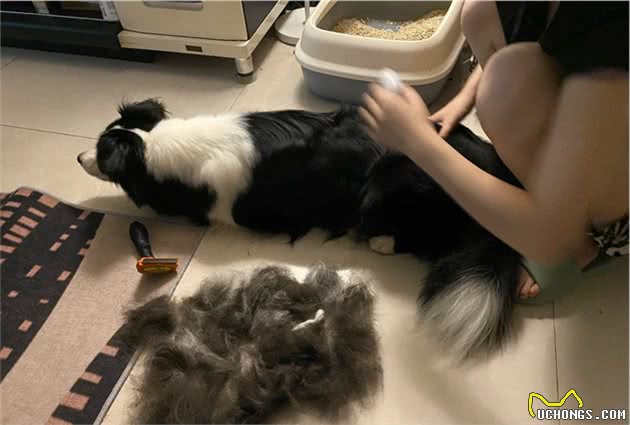 狗界智商第一的边牧，新手要怎么养边牧？