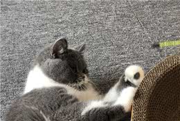 长期养蓝猫的危害，别想睡懒觉了