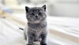 蓝猫来自俄罗斯的蓝色小猫咪