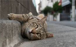 狸花猫不幸与猫妈妈走散，独自流浪长大，遇到橘猫后喵生从此改变