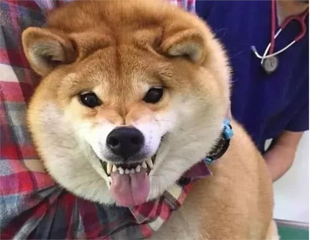 在柴犬眼中，“咬”主人的手脚，有这些含义
