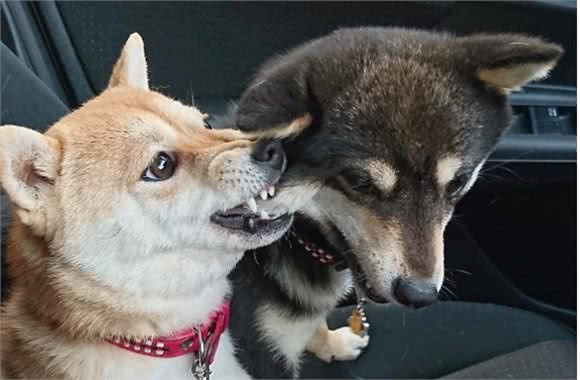 在柴犬眼中，“咬”主人的手脚，有这些含义