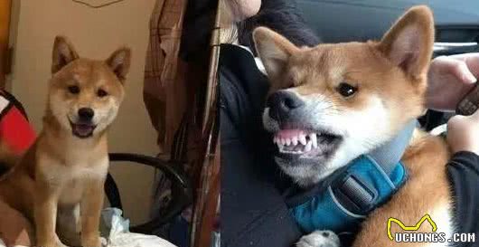在柴犬眼中，“咬”主人的手脚，有这些含义