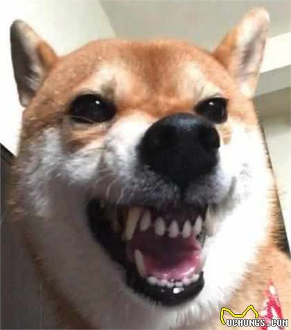 在柴犬眼中，“咬”主人的手脚，有这些含义