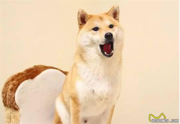 在柴犬眼中，“咬”主人的手脚，有这些含义