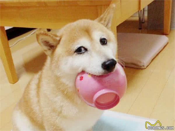 在柴犬眼中，“咬”主人的手脚，有这些含义