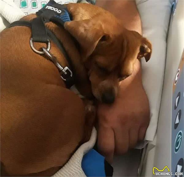 狗狗去医院陪主人，没想到是最后一面，狗狗表情让人泪奔