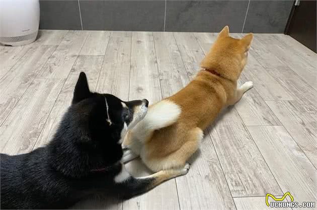 狗狗的心情全写在了尾巴上，读懂这些尾巴状态，和狗更亲近