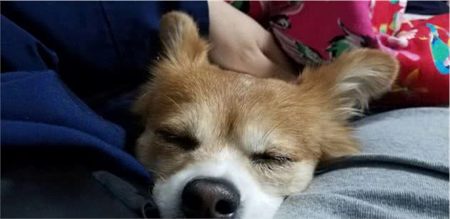 你能为宠物带来什么，宠物又能给你带来什么