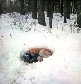 雪堆里发现1只土狗，用身体保护着6只小奶狗，走近后忍不住心疼