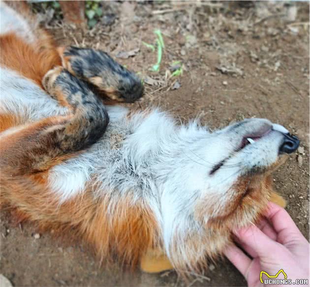 捡回来的流浪“柴犬”，越养越不对劲，看起来更像是某种野兽