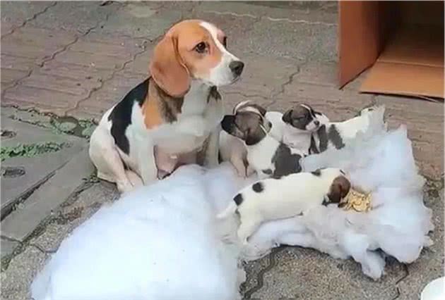 在冬天连娃带窝一起被丢到大街上的比格犬，它到底做错了什么？