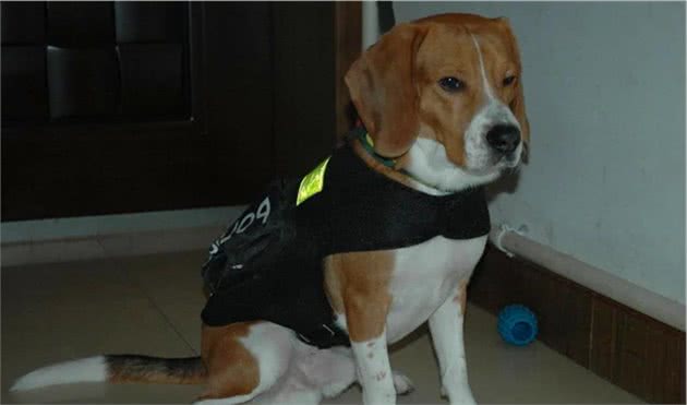 在冬天连娃带窝一起被丢到大街上的比格犬，它到底做错了什么？