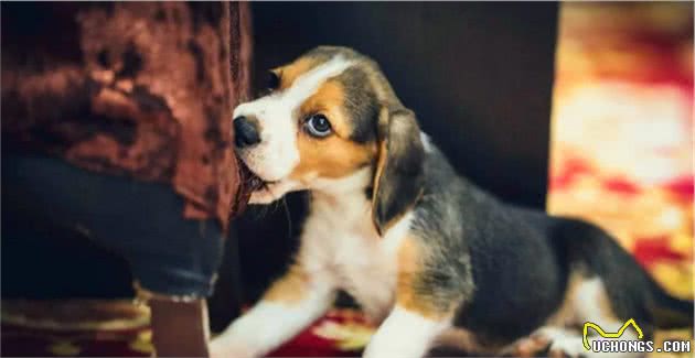 在冬天连娃带窝一起被丢到大街上的比格犬，它到底做错了什么？