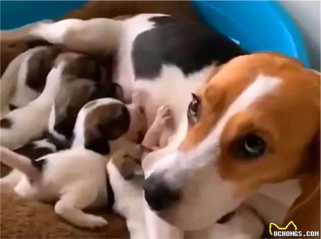 在冬天连娃带窝一起被丢到大街上的比格犬，它到底做错了什么？
