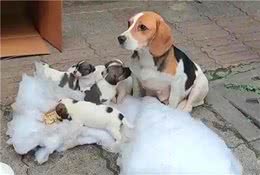 在冬天连娃带窝一起被丢到大街上的比格犬，它到底做错了什么？