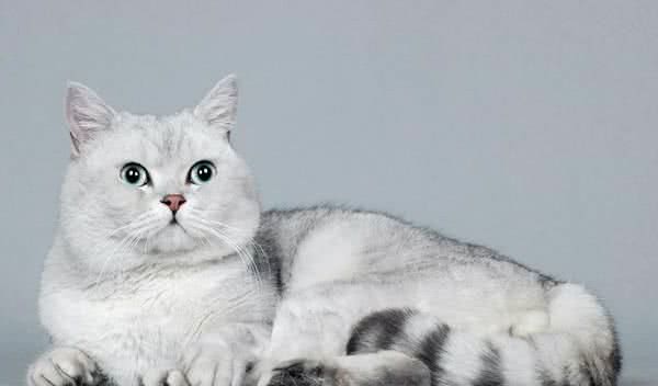 同为短毛猫，英国短毛猫和美国短毛猫的差别为何如此之大？
