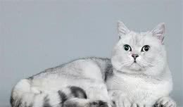 同为短毛猫，英国短毛猫和美国短毛猫的差别为何如此之大？