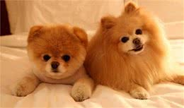 小博美拉稀怎么办？