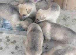 我国农村里的狼青犬还多吗？主要分布在哪些地方？