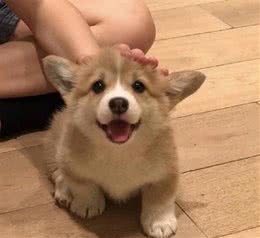 这些食物狗狗千万别吃