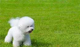 关于比熊犬，这些知识，你知道多少？