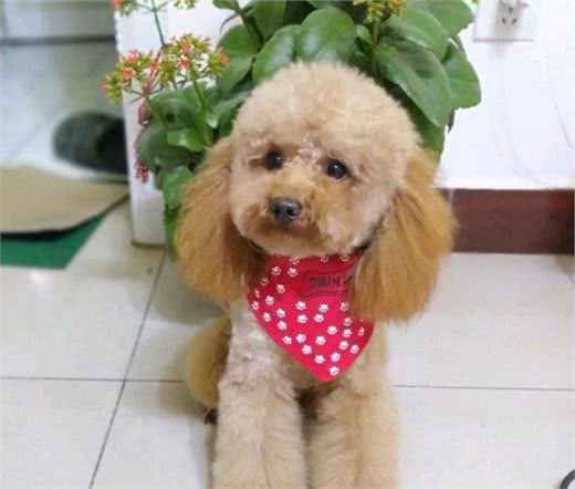 泰迪犬好不好养？8大优点，让你喜欢它都来不及