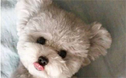 泰迪犬好不好养？8大优点，让你喜欢它都来不及