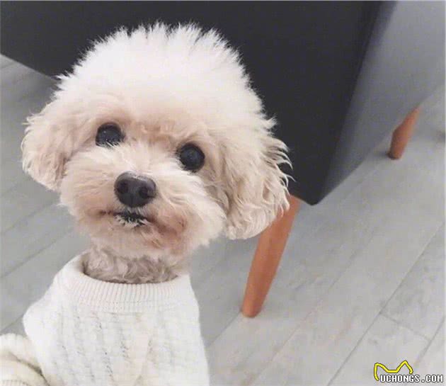 泰迪犬好不好养？8大优点，让你喜欢它都来不及