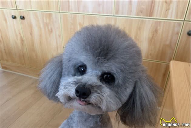 泰迪犬好不好养？8大优点，让你喜欢它都来不及