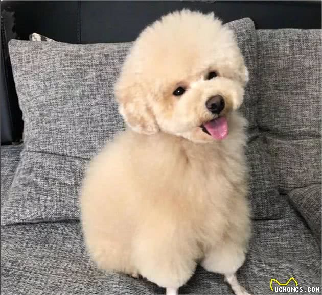 泰迪犬好不好养？8大优点，让你喜欢它都来不及