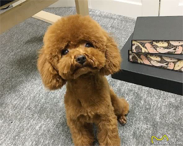 泰迪犬好不好养？8大优点，让你喜欢它都来不及